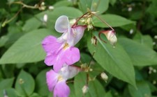 impatiens d'occasion  Morteaux-Coulibœuf