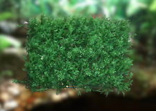 Vivarium background artificial for sale  LOWESTOFT