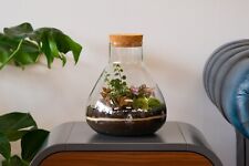 Medium terrarium kit for sale  LONDON