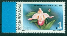 1988 orchidea orchidea usato  Spedire a Italy