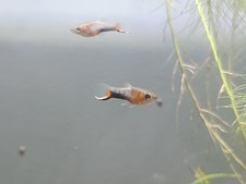 Blue star endler for sale  Bridgeport