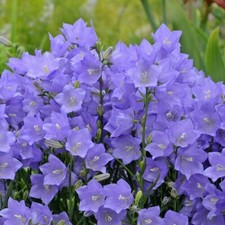 Campanula bellflower vibrant for sale  Gastonia