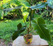 Philodendron species plant for sale  Hollywood