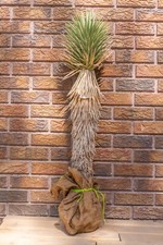 yucca plant for sale  Las Vegas