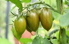 Graines tomates green d'occasion  Revigny-sur-Ornain
