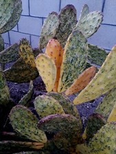 Pcs opuntia sunburst for sale  Mira Loma