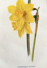 Incomparable daffodil print for sale Incomparable daffodil print for sale  TORRINGTON
