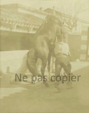 Chevaux 1900 saillie d'occasion  Mouy