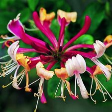 Lonicera serotina deciduous for sale  BALLYMENA