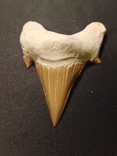 Dent requin otodus d'occasion  Orgon