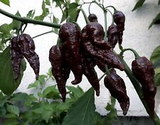 Chocolate naga jolokia for sale  EXETER