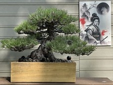 Japanese mountain black for sale  Pittsburgh