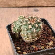 D6169 sclerocactus mesae usato  Montefalco
