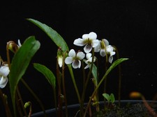 Viola lanceolata weißblühend gebraucht kaufen  Versmold