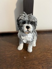 shih tzu dogs for sale shih tzu dogs for sale WHITCHURCH