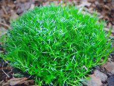 Sagina subulata seedling for sale  PENRITH