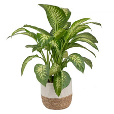 Dieffenbachia indoor plant for sale  San Jose