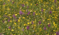Yellow rattle seeds. for sale  HONITON
