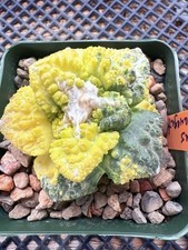 Ariocarpus godzilla variegated for sale  Jurupa Valley