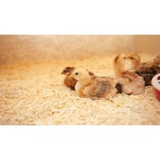 Animal bedding natural for sale  ENNISKILLEN
