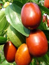 Chinese jujube tree for sale  Norwalk