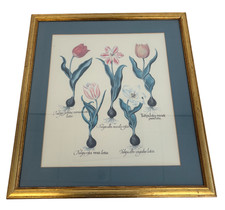 Framed vintage tulip for sale  WELWYN GARDEN CITY