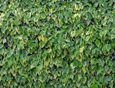 Cerca persa 60 sementes de plantas de escalada de crescimento rápido videira hera persa persa perene, usado comprar usado  Enviando para Brazil