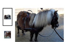 Mini shetland harness for sale  BIRCHINGTON