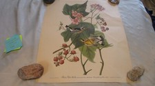 audubon prints for sale audubon prints for sale Minneapolis