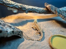 Vivexotic vivarium suitable for sale  MANCHESTER