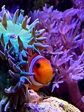 Acquario 300l completo usato  Tornaco