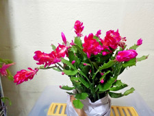 Schlumbergera christmas cactus for sale  UK