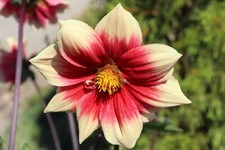 Dahlien mignon dahlien gebraucht kaufen  Stühlingen
