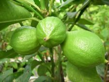 Bergamote citrus bergamia d'occasion  Villemandeur