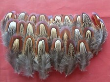 100 pheasant shoulder for sale  ALFORD