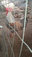 Uova feconde gallina usato  Sannicola