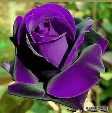 Rose Viola – 50 Semi – Fiori Perenni Rari, Esotici e Decorativi, Alta Germinabil comprar usado  Enviando para Brazil