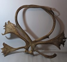 Set large caribou for sale  Camp Hill