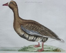 Ganso de frente branca menor, Anas Erythropus, Nozeman et al.Nederlandsche Vogelen comprar usado  Enviando para Brazil