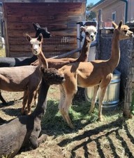 Organic premium alpaca for sale  Cedar City