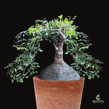 Cyphostemma elephantopus seeds for sale  Shipping to United Kingdom