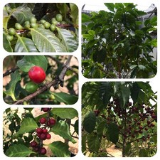 Kaffeestrauch coffea arabica gebraucht kaufen  Bayreuth