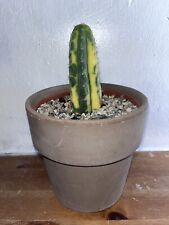 Echinopsis variegated for sale  JOHNSTONE