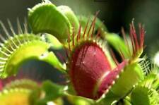 Dionaea muscipula venus usato  Reggio Calabria