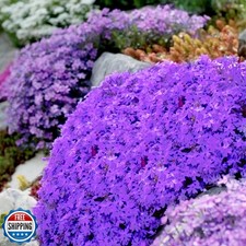Purple creeping phlox for sale  San Jose