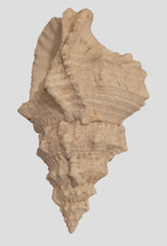Natural tutufa rubeta for sale  Chapin