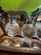 Talea ficus elastica usato  Trieste