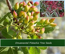 Heirloom tree seeds for sale  Willis