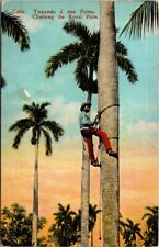 Cuba climbing royal for sale  Newport
