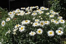 Chrysanthemum maximum shasta for sale  SALISBURY